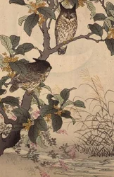 Deux hiboux dans un arbre de Bunrei Kacho Gafu par Kono Bairei (1844-95), pub. 1885