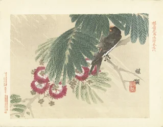 Hirondelle