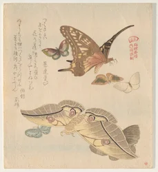 Papillons et mites, de la série Un vol de papillons (Gunchō Gafu)