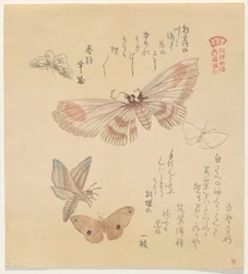 Papillons et mites, de la série Un vol de papillons (Gunchō Gafu)