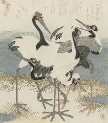 Grues près de l