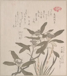 Daphne odora et Mojisuri-so