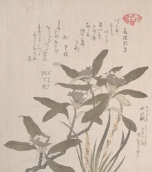 Daphne odora et Mojisuri-so, 19ème siècle