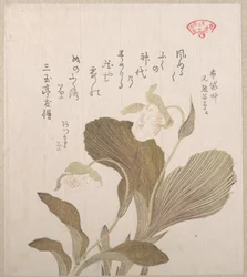 Fleurs de Hotei