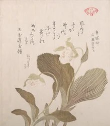 Fleurs de Hotei