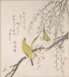 Zostérops du Japon avec prunier et saule, de l