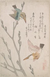 Martins-pêcheurs et saule marsault