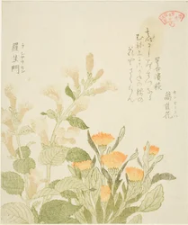 Souci (Kinsenka) et fleurs de Rashomon, de la série "Collection de plantes pour le cercle de poésie Kasumi (Kasumi-ren somoku awase)"