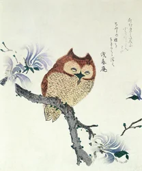 Hibou sur une branche de magnolia (encre et couleur sur papier)