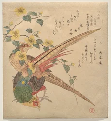Paire de faisans chinois et une branche de fleurs de yamabuki