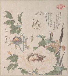 Pivoines et iris