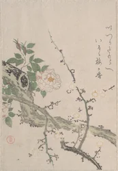 Roses et fleurs de prunier