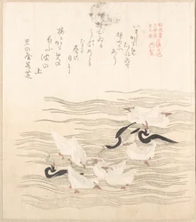 Des mouettes qui s