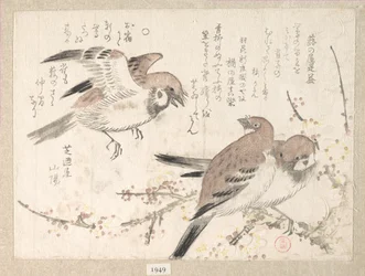 Moineaux et fleurs de prunier