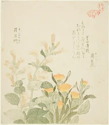 Le souci commun et les fleurs de Rajoman