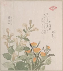 Le souci commun et les fleurs Rajoman