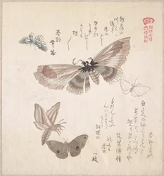 Divers papillons de nuit et papillons