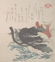 Diverses algues, 19ème siècle