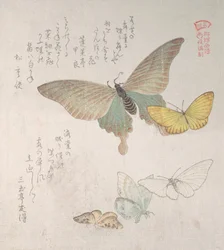 Divers papillons et mites, 19ème siècle