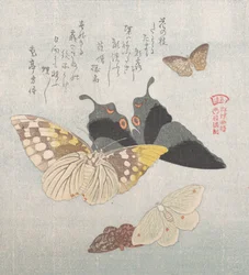 Divers papillons et mites, 19e siècle