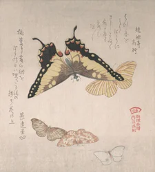 Divers papillons de nuit et papillons, 19ème siècle