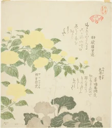 Roses jaunes (Yae yamabuki) et saxifrages rampants (Yukinoshita), de la série "Collection de plantes pour le cercle de poésie Kasumi (Kasumi-ren somoku awase)"