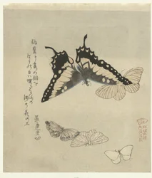Cinq papillons
