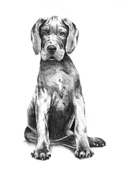 Adorable chiot grand danois