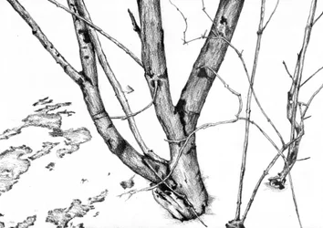 Branches nues en hiver