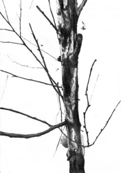 Arbre dénudé en hiver