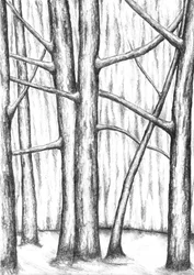 Arbres dénudés en hiver