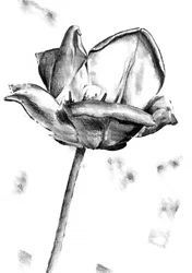 Dessin de tulipe en noir et blanc