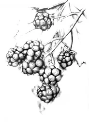 Dessin botanique de baies