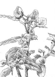 Esquisse de croissance botanique