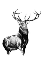 Esquisse artistique de la forêt des cerfs n° 8