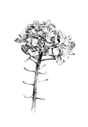 Esquisse florale délicate