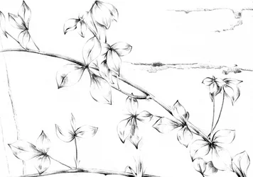 Vigne aux fleurs délicates
