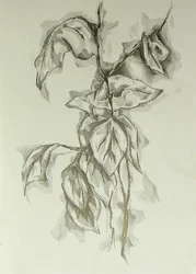 Étude d