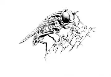 Dessin détaillé d