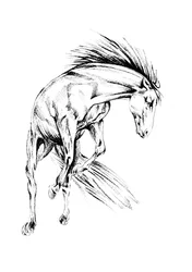 Cheval sauvage plein de vie