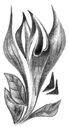 Élégant croquis botanique
