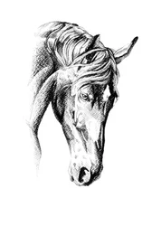 Élégant dessin de cheval