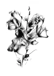 Élégante fleur fanée