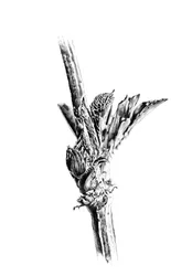 Bourgeon émergent