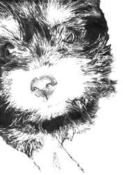 Petit museau de chiot tout doux