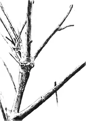 Branches gelées en hiver