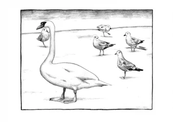 Cygnes gracieux et mouettes