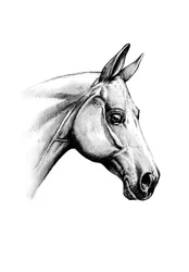 Majestueuse tête de cheval