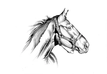 Profil du cheval majestueux