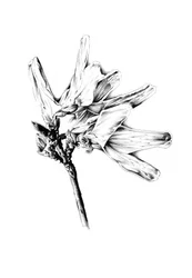 Esquisse florale monochrome
